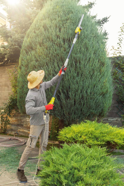 Tree Removal for Businesses in Bethel Manor, VA